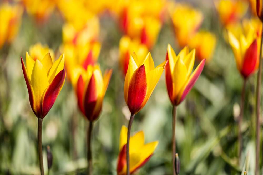 Botanisk Tulipan 'Tubergens Gem'